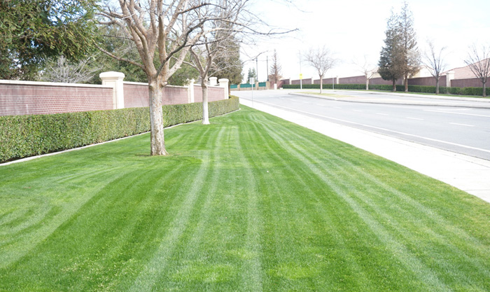 Commercial Lawn Service Bakersfied Ca